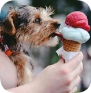 icecream_and_dog